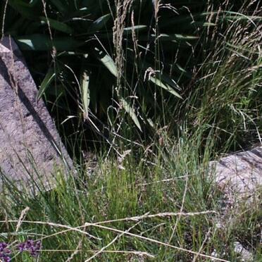 Free State, BETHLEHEM district, Goeiemoed 1320, farm cemetery