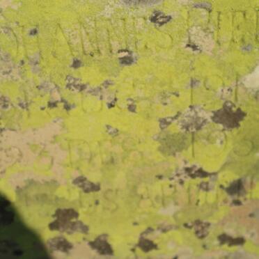 PIENAAR Johannes 191?-1934