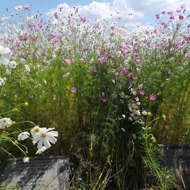 2. Graves between the cosmos