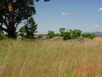 Kwazulu-Natal, ESTCOURT district, Frere, Plessis Laager 1331, farm cemetery