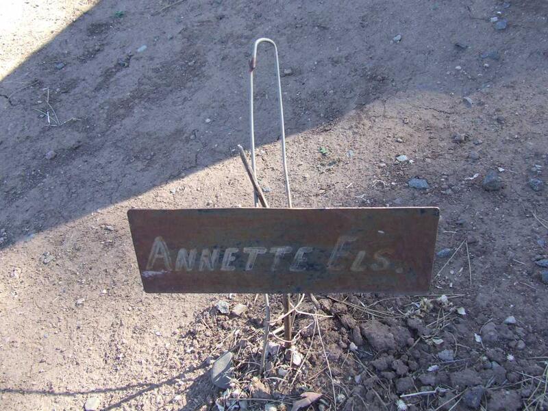 ELS Annette