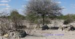 Namibia, KUNENE region, Opuwo, Otjitindua / Rusplaas_1, Dorslandtrekker graves