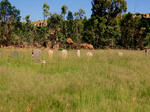 Mpumalanga, BALFOUR district, Spieskloof, Vrisgewaag 501_1, farm cemetery