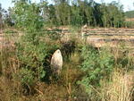 Kwazulu-Natal, LIONS RIVER district, Benvie, Chard 16198, Success, cemetery