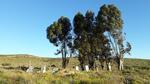 Northern Cape, NAMAQUALAND district, near Nababeep, Nigramoep 136, farm cemetery