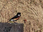 5. Avian visitor to the cemetery