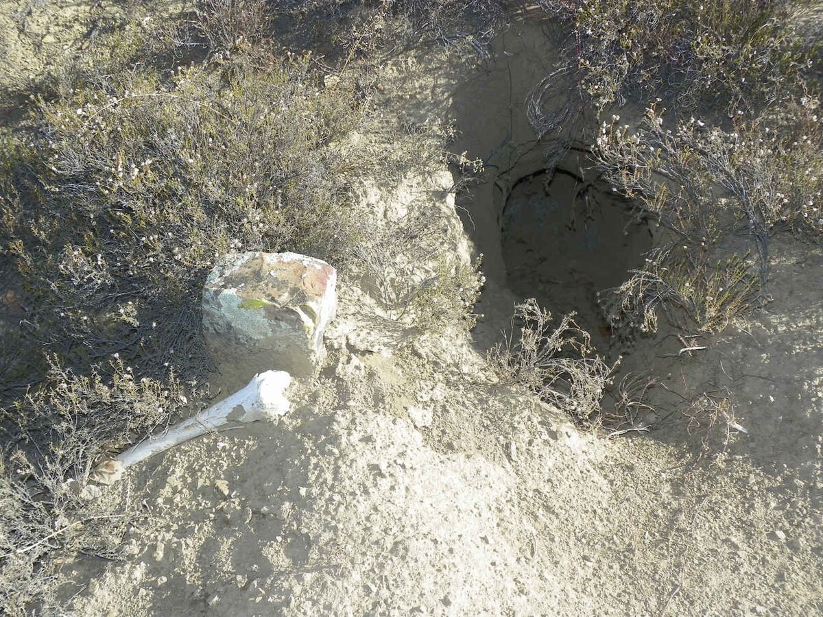 5. An animal dug a burrow into a grave &amp; removed some bones