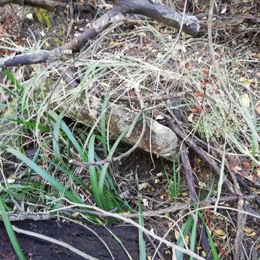 Eastern Cape, MPOFU district, Brownvale 1008, Brown's Vale_2, farm cemetery