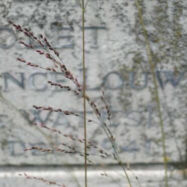 LOUW Violet Florence nee WATES -1942 