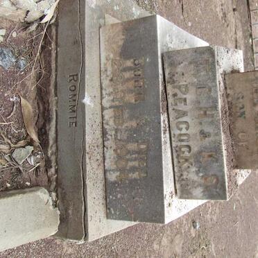 PEACOCK Rommie 1904-1904