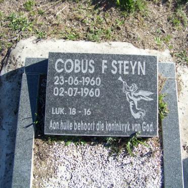 STEYN Christo J. 1960-1960 :: STEYN Cobus F. 1960-1960