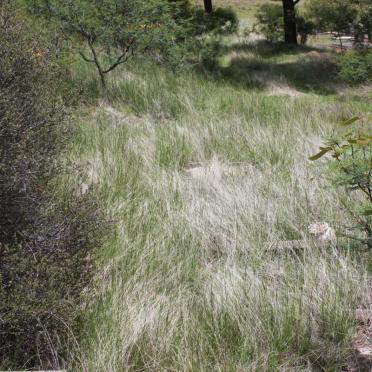Unmarked graves in the grass