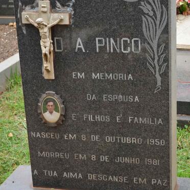PINGO D.A. 1950-1981