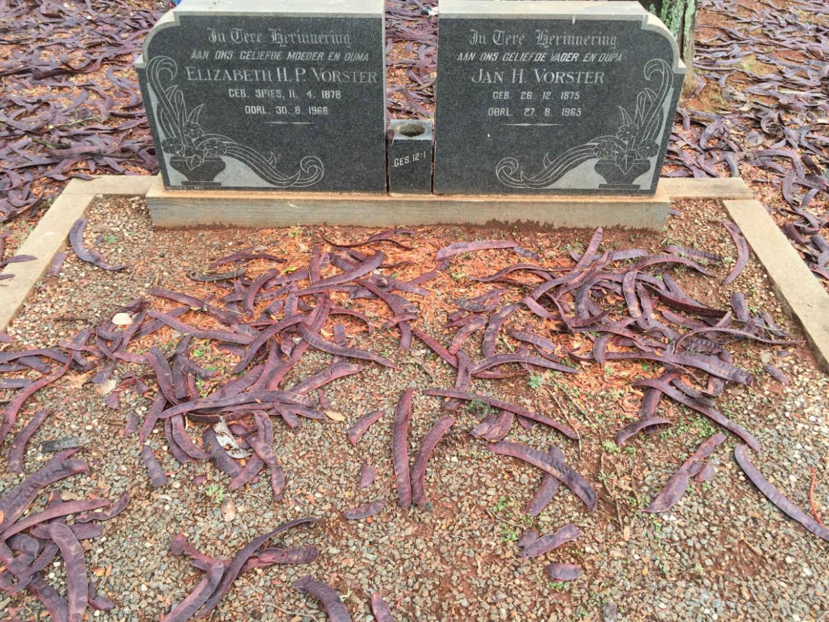 VORSTER Jan H. 1875-1965 &amp; Elizabeth P. SPIES 1878-1966