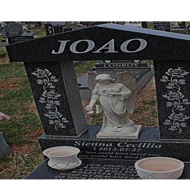 JOAO Sienna Cecillia 2013-2013