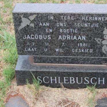 SCHLEBUSCH Jacobus Adriaan 1981-1981