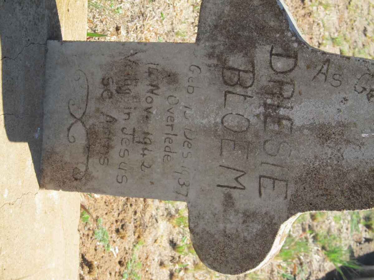 BLOEM Driesie 1937-1942