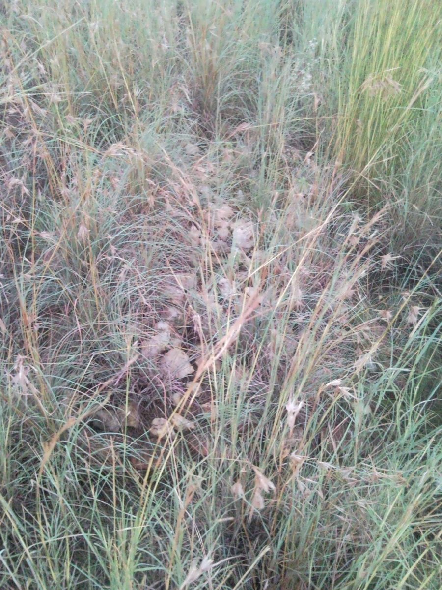 3. Four unmarked graves / vier ongemerkte grafte