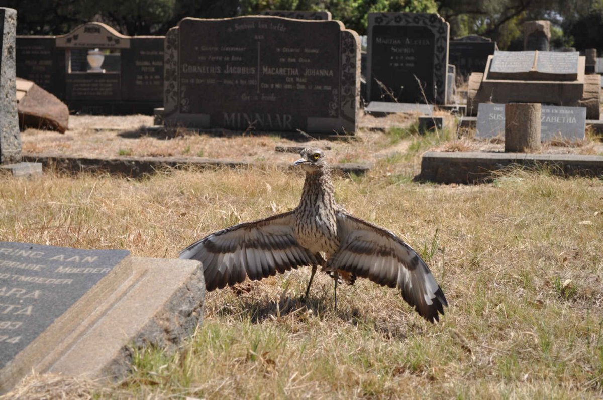 5. Unhappy resident trying to protect her eggs