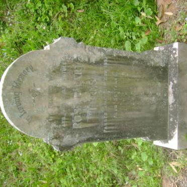 FERNS Rosa Mary -1952