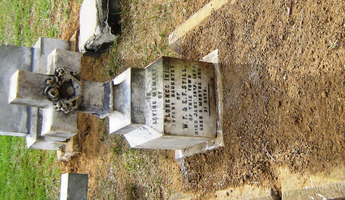 STILL Florence Iris -1885