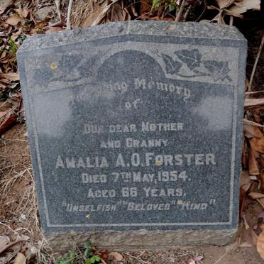 FORSTER Amelia A.O. -1954