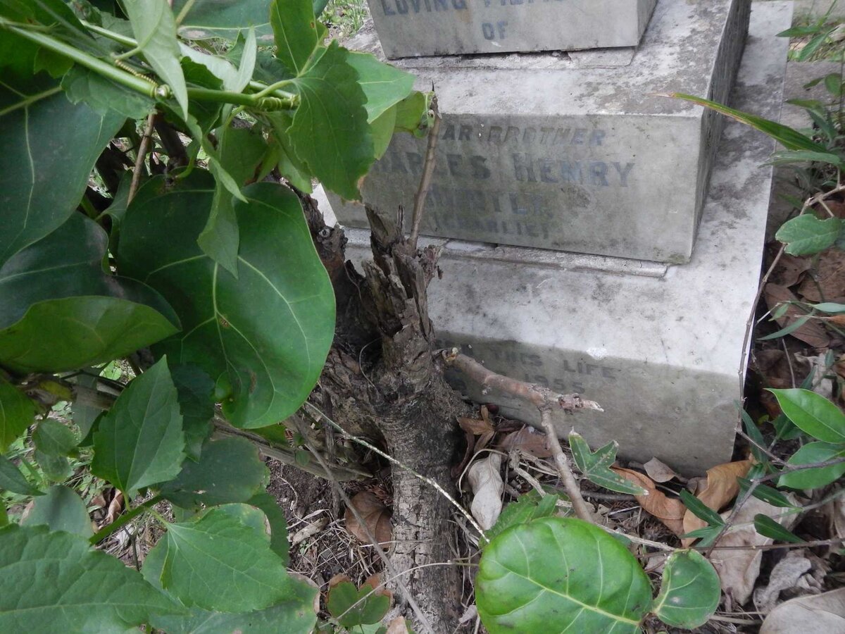 HUNTLY Charles Henry -1955