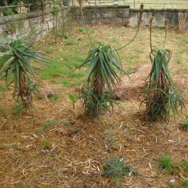 CRONJE Hermanus Bernardus 1927-1999