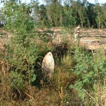 Kwazulu-Natal, LIONS RIVER district, Benvie, Chard 16198, Success, cemetery