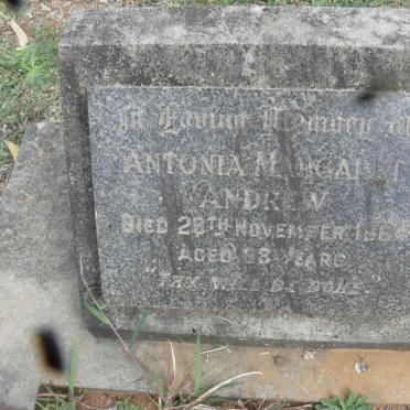 ANDREW Antonia Margaret -1964