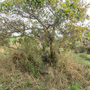 1. Overview / Oorsig