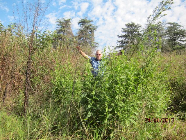 4. A very overgrown cemetery!