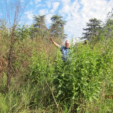 4. A very overgrown cemetery!