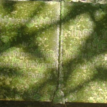 BAZLEY Harry ? -1941