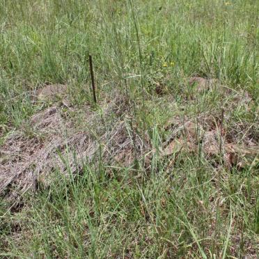 Limpopo, MAKHADO / LOUIS TRICHARDT, Urban area