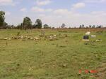 Gauteng, BRAKPAN district, Rural (farm cemeteries)