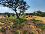 Limpopo, LEPHALALE / ELLISRAS district, Rural (farm cemeteries)