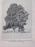 2. The trees in 1979 after removal of the cemetery to Trichardt main cemetery