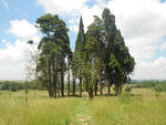 Mpumalanga, BELFAST district, Dalmanutha 401, farm cemetery
