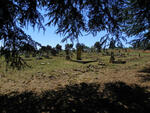 Mpumalanga, CAROLINA, Main cemetery