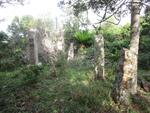 Eastern Cape, BATHURST district, Kleinemonde, Tharfield 255, 1820 Settler cemetery