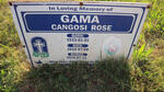 GAMA Cangosi Rose 1933-2014