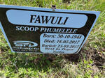 FAWULI Scoop Phumelele 1948-2017