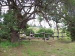 Gauteng, KRUGERSDORP district, Kromdraai, Rietfontein 522_1, farm cemetery
