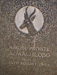 MACHLOBO A. -1944