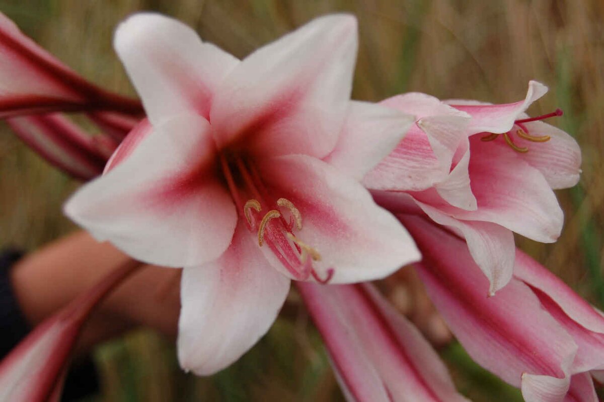 2. Blommetjies in die begraafplaas