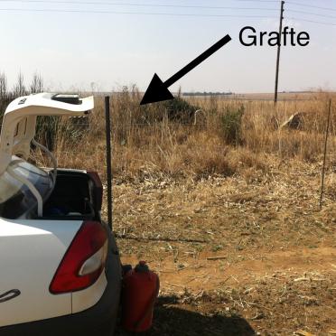 Mpumalanga, HIGHVELD RIDGE district, Kinross, Vlaklaagte 92, farm cemetery