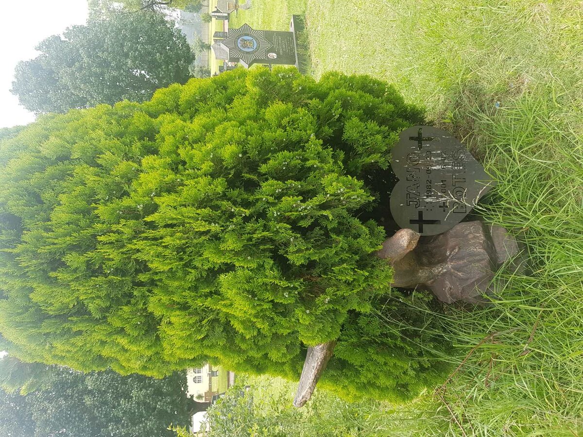 BOTES Jano 1982–2001 #1