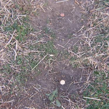 2. Spot where Daniel P ERASMUS was electrocuted - no grass grows on this spot