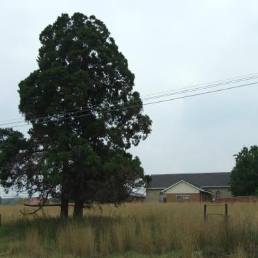4. The trees with the THEN Trichardt Nether Dutch Reformed Church in the back ground
